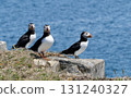 Puffin profile and front view 131240327