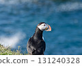 Profile of an Atlantic Puffin with the ocean in the background 131240328