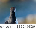 Puffin's back view 131240329