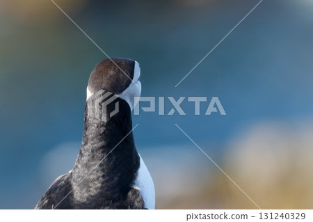 Puffin's back view Puffin's back view 131240329