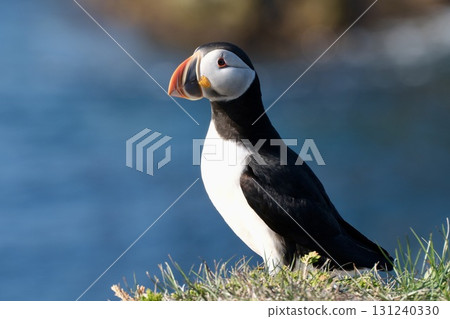 The horn-like corners of the eyes and colorful beak of the Western Horned Eagle 131240330