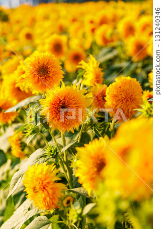 向日葵 向日葵 131240346