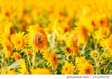 Sunflower 131240350