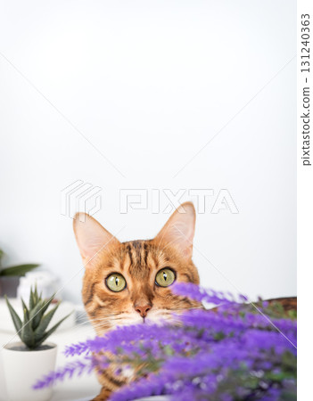 A playful Bengal cat peeks out from behind a lavender branch. A playful Bengal cat peeks out from behind a lavender branch. 131240363