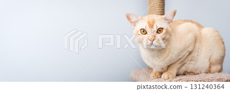 Cream Burmese cat resting on scratching post against light blue background. 131240364