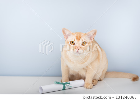 Burmese cat with a paper scroll on a light blue background Burmese cat with a paper scroll on a light blue background 131240365