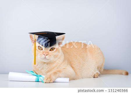 A Burmese cat wearing an academic cap and holding a diploma is a symbol of education and graduation. A Burmese cat wearing an academic cap and holding a diploma is a symbol of education and graduation. 131240366