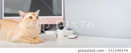 A Burmese cat is relaxing on a desk. A Burmese cat is relaxing on a desk. 131240374