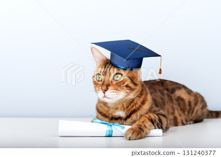 A Bengal cat wearing an academic cap and holding a diploma is a symbol of education and graduation. A Bengal cat wearing an academic cap and holding a diploma is a symbol of education and graduation. 131240377