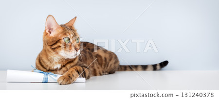 Bengal cat with a paper scroll on a light blue background 131240378