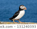 Atlantic puffin with eyes like those in a shojo manga 131240393