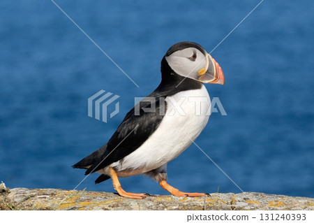 Atlantic puffin with eyes like those in a shojo manga 131240393