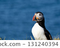 Atlantic puffin with ocean in the background 131240394