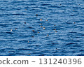 Countless Atlantic Puffins floating on the surface of the sea 131240396