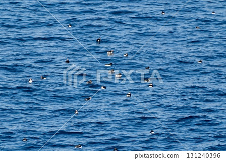 無數的大西洋海鸚漂浮在海面上 131240396