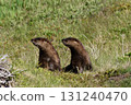 Two North American river otters looking in the same direction 131240470