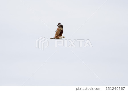 The Red eagle fly on the sky in nature at thailand The Red eagle fly on the sky in nature at thailand 131240567