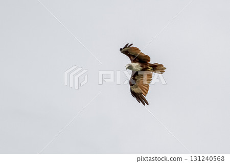 The Red eagle fly on the sky in nature at thailand 131240568