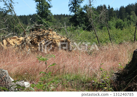 in the forest 131240785