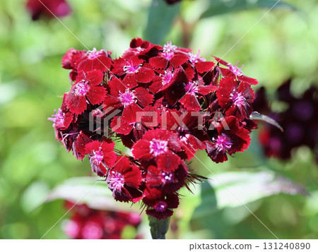 Dianthus barbatus  (Dianthus barbatus) 131240890