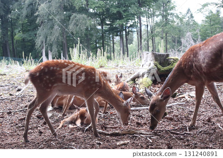 sika deer (Cervus nippon) sika deer (Cervus nippon) 131240891