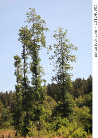 in the forest 131240903