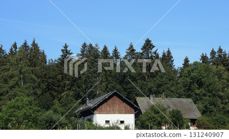 in the forest 131240907