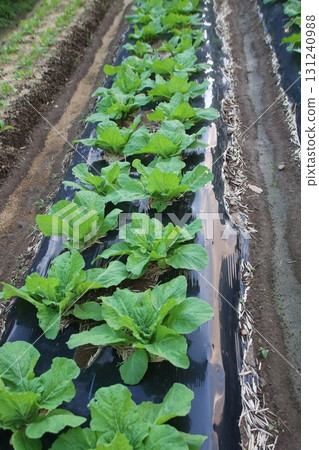 Chinese cabbage seedlings planted in a field 131240988
