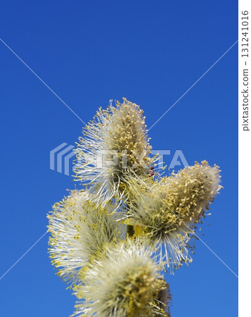 Bunch of yellow flowers with brown tips are in the air 131241016