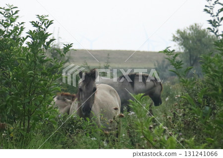 Konik 131241066