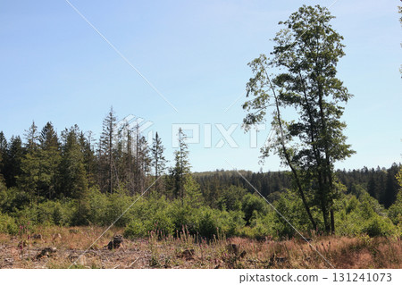 in the forest in the forest 131241073