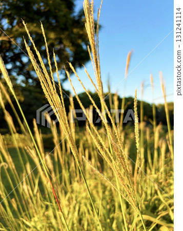 Aozora和鈴木 Aozora和鈴木 131241114