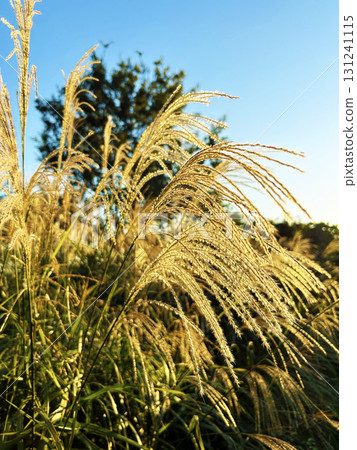 秋天的藍天和蒲葦 131241115