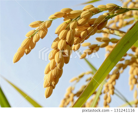 Close-up of rice ears before harvest 1 131241116