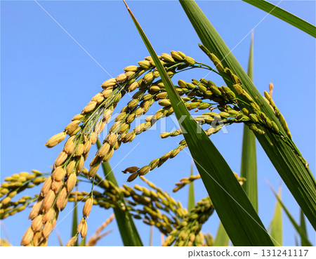 Close-up of rice ears before harvest 2 131241117