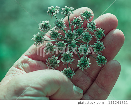 Human Palm with Wild Carrot Flower Human Palm with Wild Carrot Flower 131241811