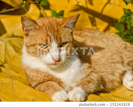 Close-up of ginger cat lying on yellow backdrop 131241819