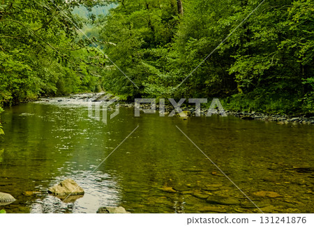 River with Lush Vegetation 131241876