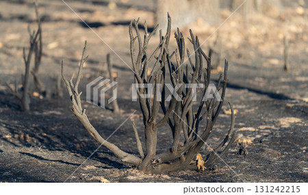 Charred Remains of Forest After Wildfire Destruction Charred Remains of Forest After Wildfire Destruction 131242215