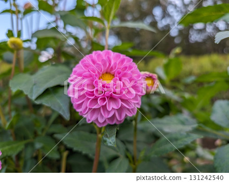 秋季花園裡盛開的粉紅色大麗花 131242540