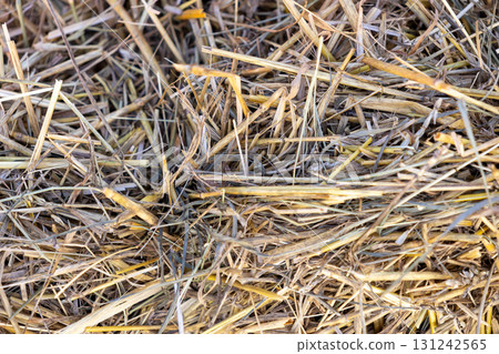 Dry golden hay or straw forms a natural textured agricultural background, perfect for rustic farm life, organic nature, and sustainable country concepts Dry golden hay or straw forms a natural textured agricultural background, perfect for rustic farm life, organic nature, and sustainable country concepts 131242565