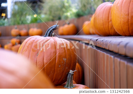 Vibrant orange pumpkins arranged on rustic wooden shelves, symbolizing autumn harvest and festive seasonal decoration for holidays Vibrant orange pumpkins arranged on rustic wooden shelves, symbolizing autumn harvest and festive seasonal decoration for holidays 131242566