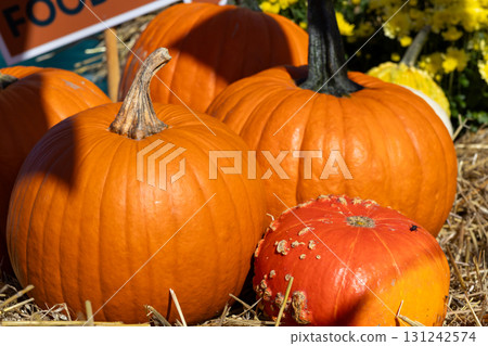 Vibrant orange pumpkins and decorative gourds on hay, bathed in bright autumn sunlight, celebrating the fall harvest season and holiday decorations Vibrant orange pumpkins and decorative gourds on hay, bathed in bright autumn sunlight, celebrating the fall harvest season and holiday decorations 131242574