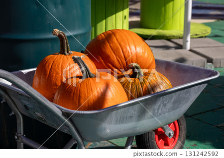 A vibrant display of various orange and striped pumpkins are carefully arranged in a rustic metal wheelbarrow, signifying abundant autumn harvest, seasonal decor, and holiday spirit 131242592
