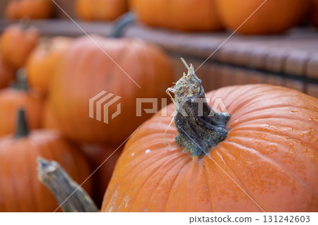 Vibrant orange pumpkin, displaying textured skin and dried stem, with water droplets, signifying autumn harvest season and festive holiday decor Vibrant orange pumpkin, displaying textured skin and dried stem, with water droplets, signifying autumn harvest season and festive holiday decor 131242603