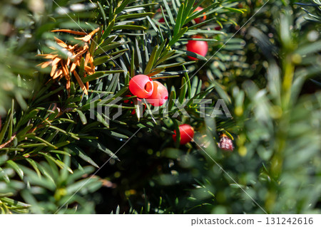 Vivid red yew berries brightly adorn lush green evergreen needles, symbolizing seasonal beauty and natural resilience in a botanical garden setting 131242616