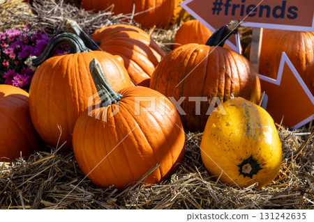Vibrant orange pumpkins and a yellow gourd displayed on hay with an orange friends sign, capturing the essence of autumn harvest and festive holiday celebrations 131242635