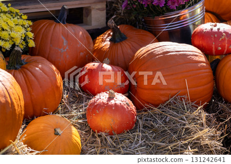 Assortment of orange pumpkins and various gourds displayed on a rustic hay bed with vibrant fall chrysanthemums, ideal for festive autumn decor Assortment of orange pumpkins and various gourds displayed on a rustic hay bed with vibrant fall chrysanthemums, ideal for festive autumn decor 131242641