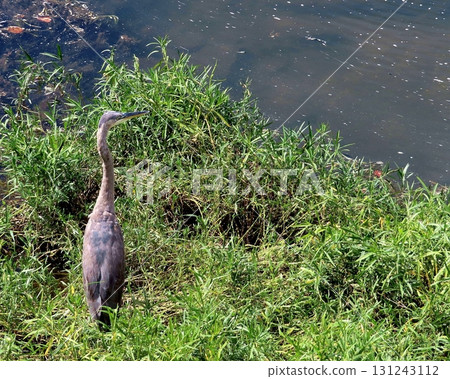 Heron  Heron  131243112