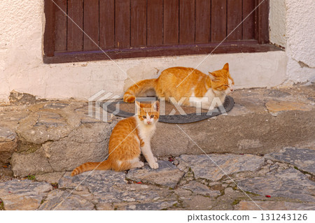 Kitten With Mother Cat 131243126